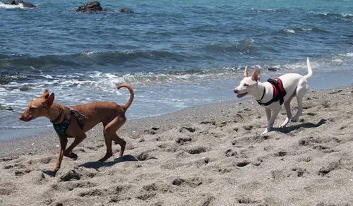Imagen de Playa de Piedra Paloma